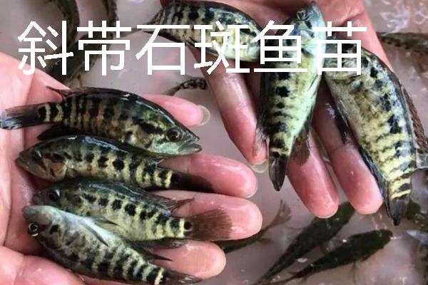 怎么养殖淡水石斑鱼，每隔3-5天换一次水