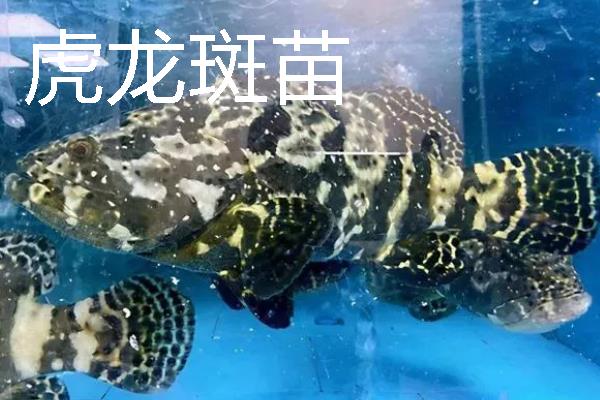 怎么养殖淡水石斑鱼，每隔3-5天换一次水