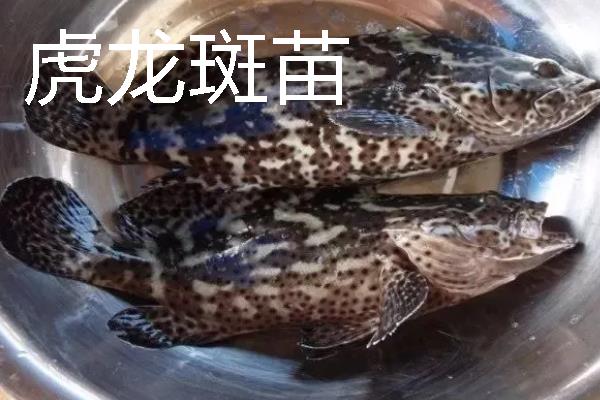 怎么养殖淡水石斑鱼，每隔3-5天换一次水