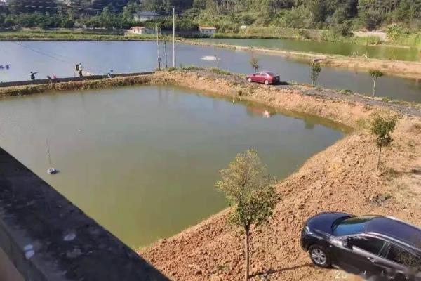 怎么养殖淡水石斑鱼，每隔3-5天换一次水