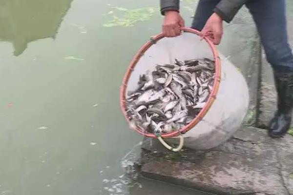 怎么养殖淡水石斑鱼，每隔3-5天换一次水