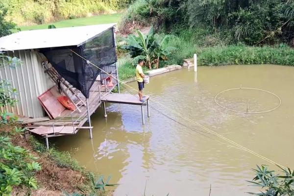 怎么养殖淡水石斑鱼，每隔3-5天换一次水