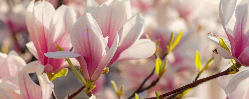 玉兰花有什么习性，喜光、耐旱、怕涝