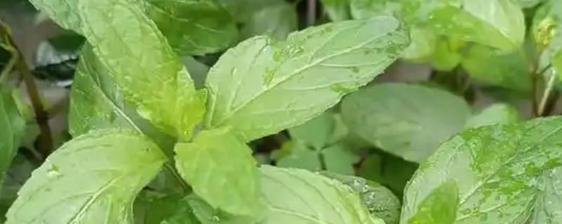 鱼香草的种植时间，一般在3-6月份播种