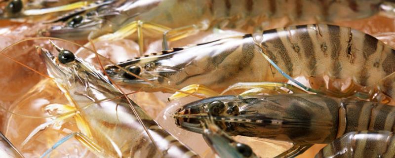 基围虾怎么分雌雄，可通过头部、腹甲来区分