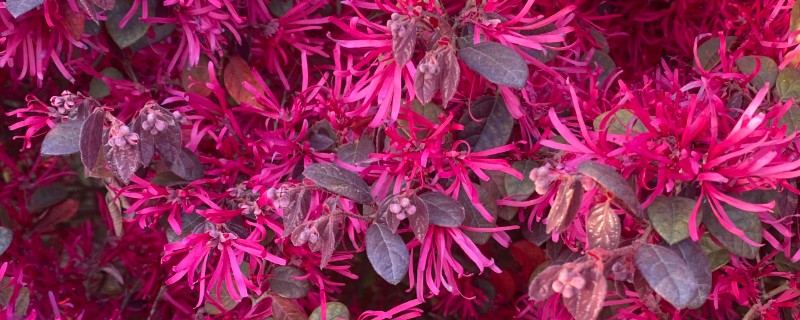 夏季能不能移栽红花檵木，高温季节移栽会降低成活率