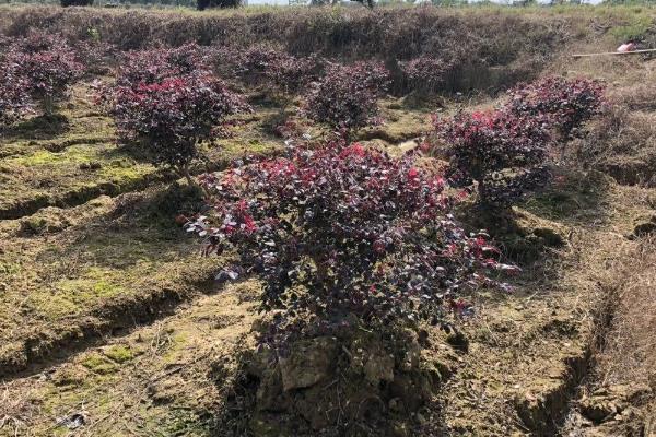 夏季能不能移栽红花檵木，高温季节移栽会降低成活率