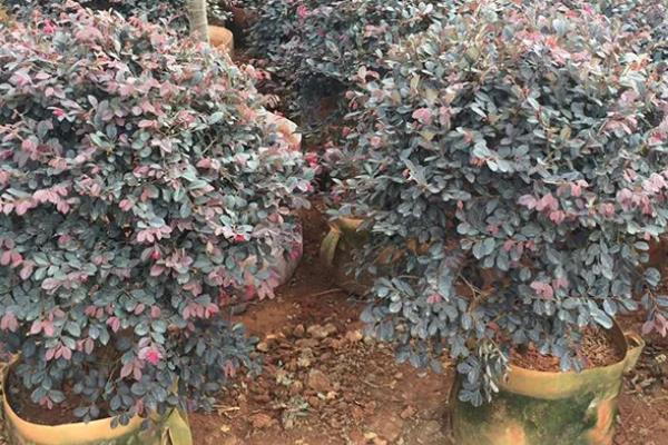 夏季能不能移栽红花檵木，高温季节移栽会降低成活率