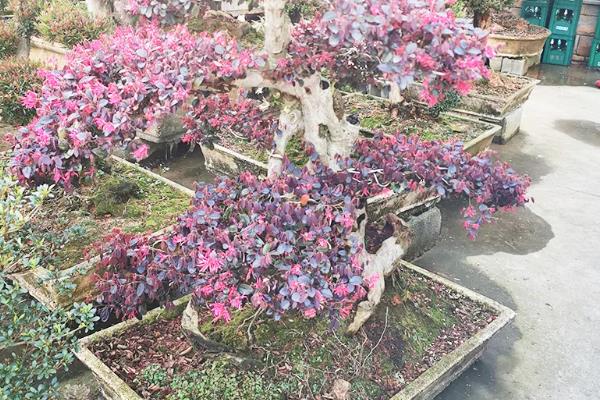 夏季能不能移栽红花檵木，高温季节移栽会降低成活率