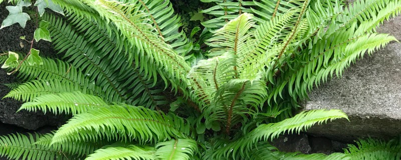 肾蕨的简介，属于肾蕨科、肾蕨属植物