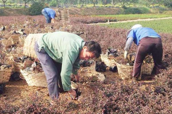 夏季能不能移栽红花檵木，高温季节移栽会降低成活率