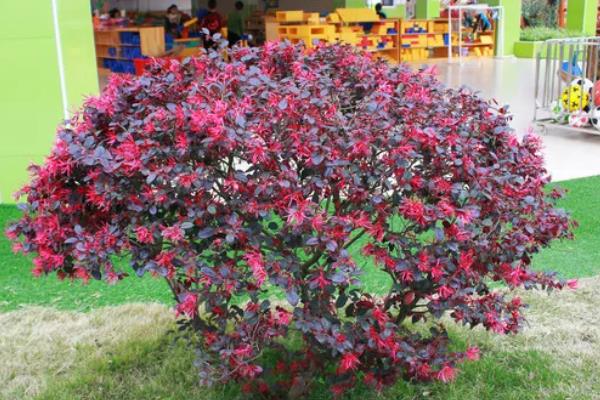 夏季能不能移栽红花檵木，高温季节移栽会降低成活率