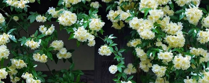 木香花和蔷薇花的区别是什么，株型和产地均不同