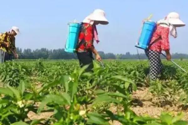 辣椒的施肥方法，生长期喷施尿素可避免落花落果