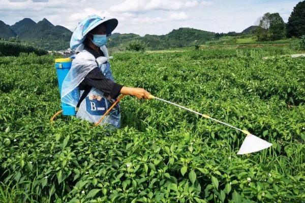 辣椒的施肥方法，生长期喷施尿素可避免落花落果