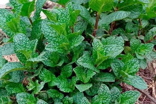 鱼香草的种植时间，一般在3-6月份播种
