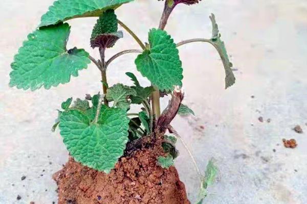 鱼香草的种植时间，一般在3-6月份播种
