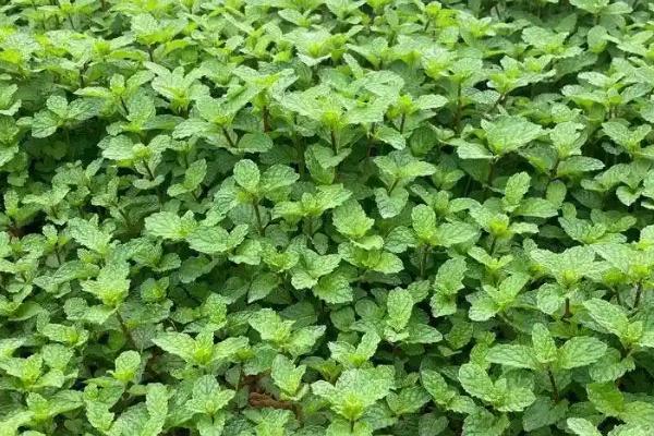 鱼香草的种植时间，一般在3-6月份播种