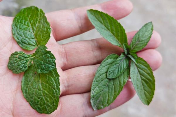 鱼香草的种植时间，一般在3-6月份播种
