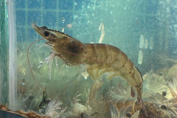 基围虾怎么分雌雄，可通过头部、腹甲来区分