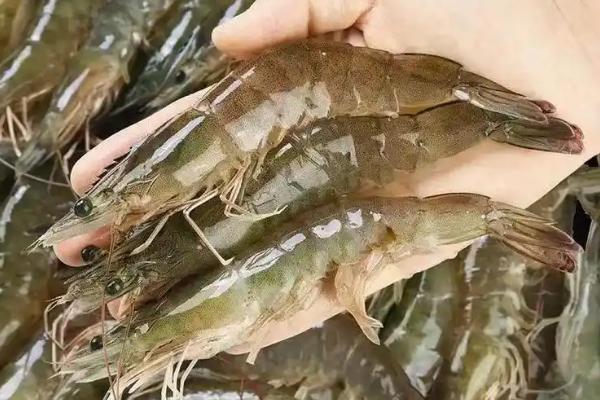 基围虾怎么分雌雄，可通过头部、腹甲来区分