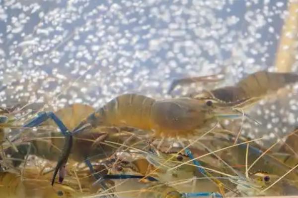 基围虾怎么分雌雄，可通过头部、腹甲来区分