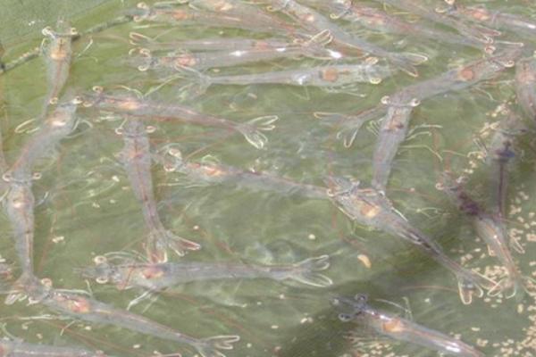 基围虾怎么分雌雄，可通过头部、腹甲来区分