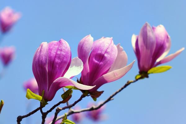 玉兰花有什么习性，喜光、耐旱、怕涝