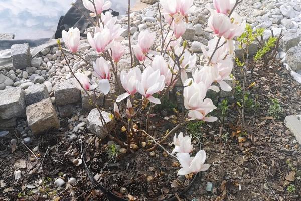 玉兰花有什么习性，喜光、耐旱、怕涝