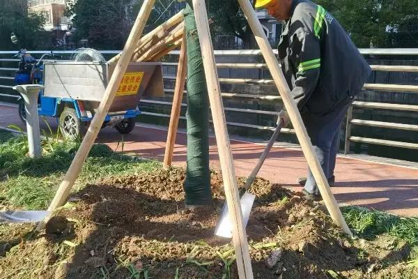 玉兰花有什么习性，喜光、耐旱、怕涝