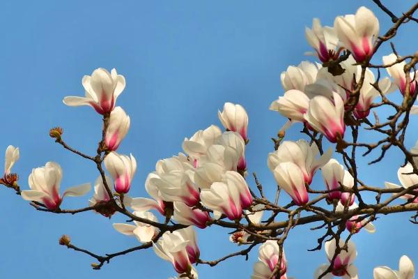 玉兰花有什么习性，喜光、耐旱、怕涝