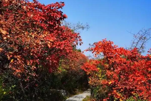青天河红叶的观赏时间，十月份左右最佳