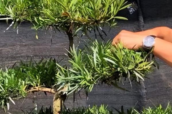 冬天怎么移栽罗汉松，在温室内进行可提高成活率