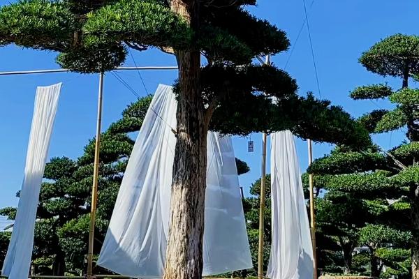 冬天怎么移栽罗汉松，在温室内进行可提高成活率