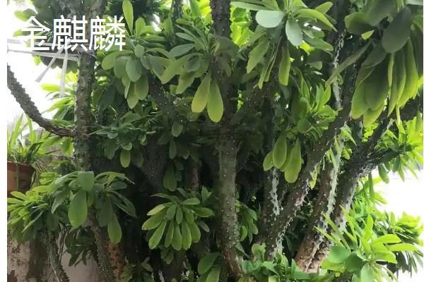 镇宅之树有哪些，有金麒麟、罗汉松等