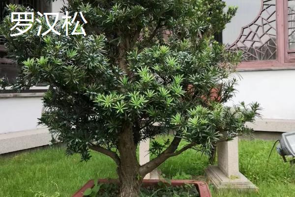 镇宅之树有哪些，有金麒麟、罗汉松等