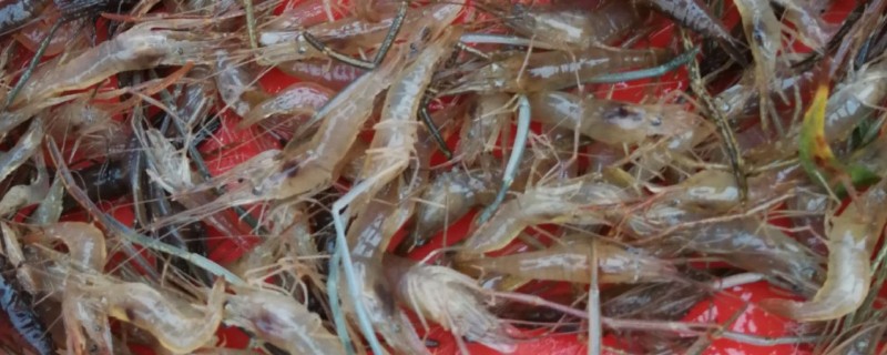 虾吃什么东西，主要以浮游生物为食