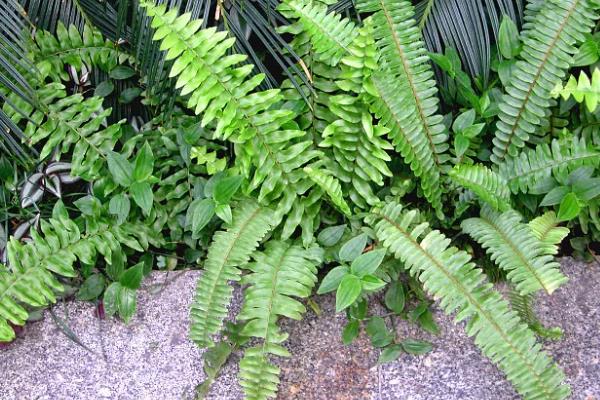 肾蕨的简介，属于肾蕨科、肾蕨属植物
