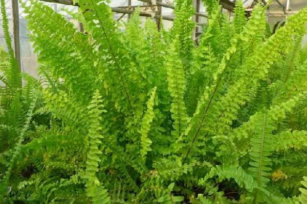 肾蕨的简介，属于肾蕨科、肾蕨属植物