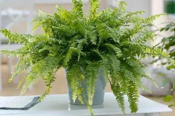 肾蕨的简介，属于肾蕨科、肾蕨属植物