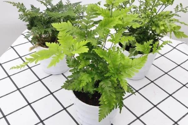 肾蕨的简介，属于肾蕨科、肾蕨属植物