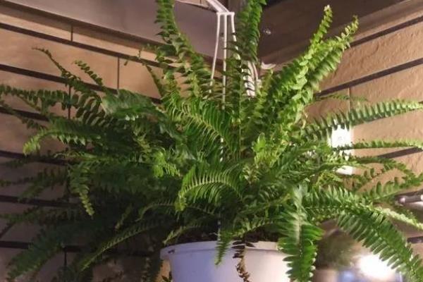 肾蕨的简介，属于肾蕨科、肾蕨属植物