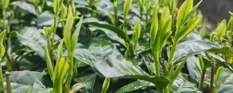 茶树种植几年能采摘，3年左右便可以少许的采摘