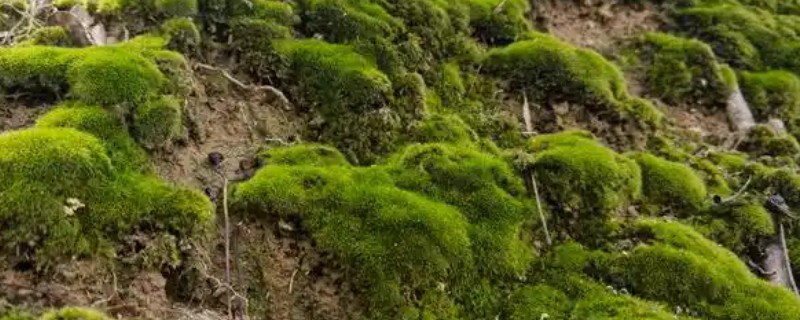 可以测试空气质量的植物是什么，常见苔藓、百日草、矮牵牛等品种