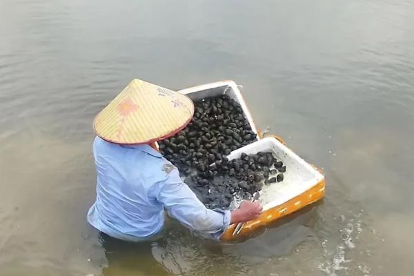 养十亩田螺的利润，纯收入有13万元左右