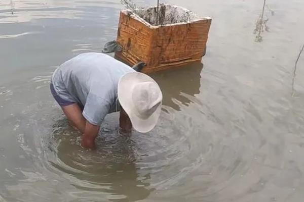 养十亩田螺的利润，纯收入有13万元左右