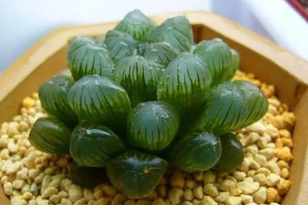 冰灯玉露与姬玉露的区别，外观和尺寸均不同
