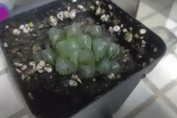 冰灯玉露与姬玉露的区别，外观和尺寸均不同