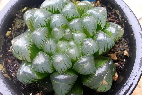 冰灯玉露与姬玉露的区别，外观和尺寸均不同