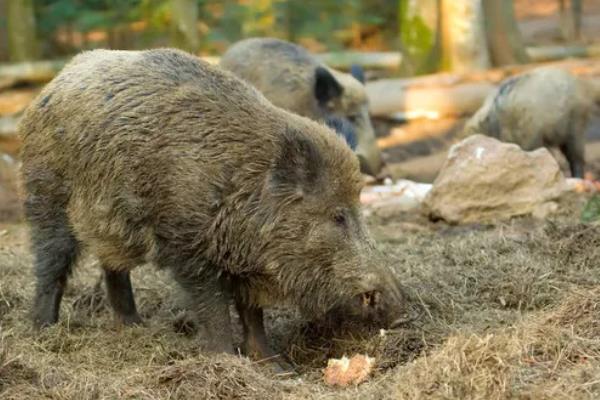 野猪的形态特征有哪些，体重在90-200千克